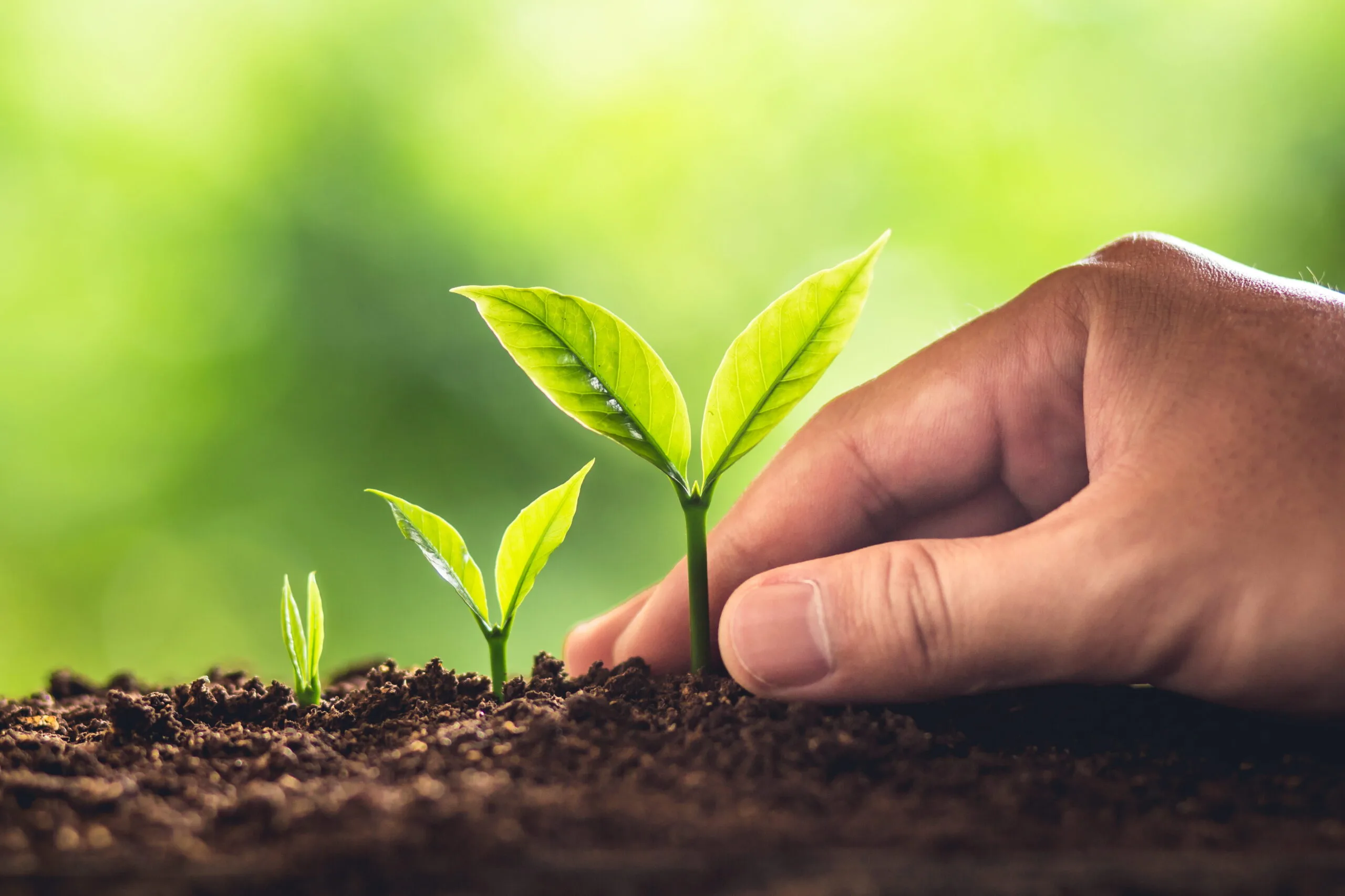 A hand nurturing young plant seedlings at different growth stages in soil, symbolizing coaching and growth for equipment dealerships